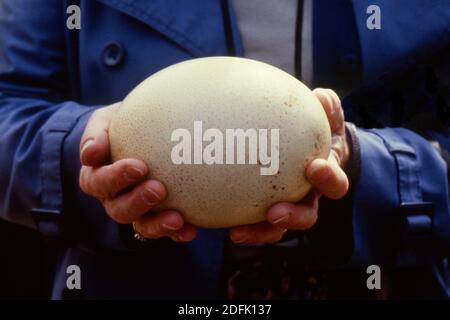 Femme en manteau bleu tenant l'oeuf d'autruche dans ses mains, Oudtshoorn, Afrique du Sud 1981 Banque D'Images