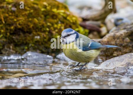 Blaumeise (Cyanistes caeruleus) Banque D'Images