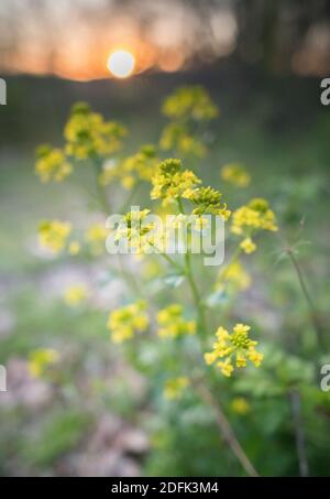 Barbarea vulgaris ou fusée jaune en pleine floraison au coucher du soleil. Banque D'Images