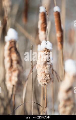 La neige repose sur les sommets des queues de chat en hiver. Banque D'Images