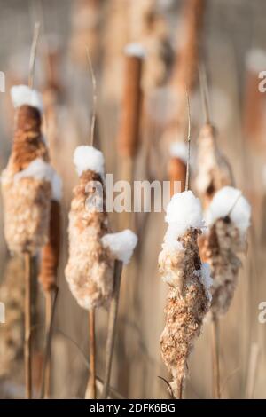 La neige repose sur les sommets des queues de chat en hiver. Banque D'Images