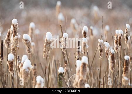 La neige repose sur les sommets des queues de chat en hiver. Banque D'Images