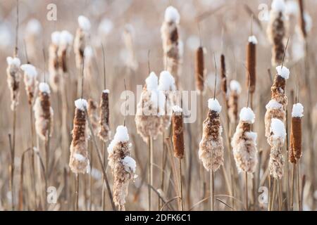 La neige repose sur les sommets des queues de chat en hiver. Banque D'Images