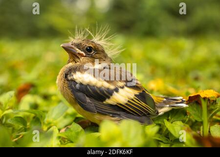 Bébé oiseau avec une coiffure punk, séparé de sa mère et se sentant perdu dans l'herbe Banque D'Images