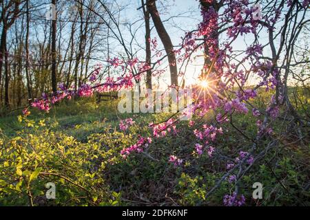 Le rouge de l'est fleuit au printemps dans la réserve naturelle de Banshee Reeks. Banque D'Images