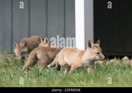 Trois kits de renard roux jouent devant un hangar, qui est leur maison. Banque D'Images