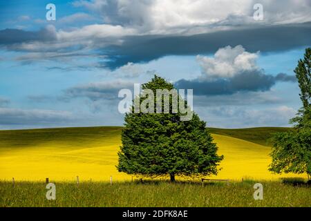 Magnifique arbre vert solitaire contre un champ de canola Banque D'Images