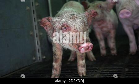 CONTENU GRAPHIQUE - document de screengrab d'une vidéo dévoilée jeudi 8 octobre 2020 par l'association des droits des animaux L214, d'une ferme porceuse intensive située à Barrais-Bussolles dans le département d'Allier, dans le centre de la France. Le directeur de l'exploitation est également président de Cirhyo, l'une des plus grandes coopératives de porcs françaises (production de 1.3 millions de porcs chaque année). La ferme a récemment obtenu de la préfecture l'autorisation de fatten 6000 porcs simultanément. Les images montrent des porcelets malades, des porcs se mutilant les uns les autres en raison de la promiscuité élevée. Certains porcelets ont de graves problèmes de peau. Impossible de s'éloigner pour le pro Banque D'Images