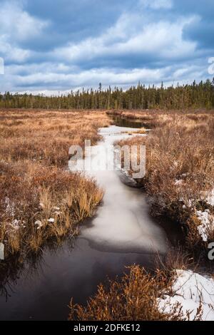 Un jet d'eau forme de la glace à travers sa surface au début de l'hiver car il traverse une tourbière vers une forêt avec des arbres à feuilles persistantes. De la neige est visible sur le dr Banque D'Images