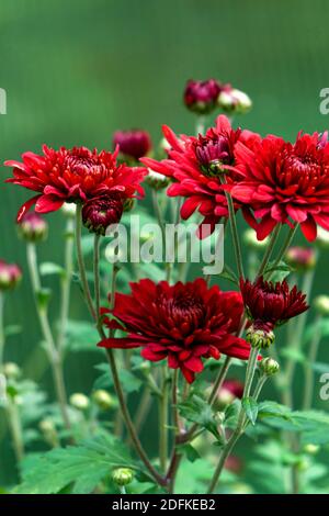 Arbustes aux fleurs bordeaux de chrysanthèmes dans le jardin à automne Banque D'Images