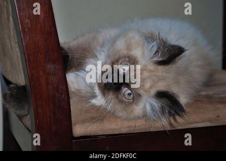 Itty chaton himalayen jouant sur une chaise Banque D'Images