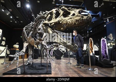 Un squelette d'Allosaurus exposé à la maison de vente aux enchères de Drouot, à Paris, le 12 octobre 2020. Vieux de plus de 150 millions d'années, un squelette d'Allosaurus rare, l'un des plus anciens dinosaures, considéré par les paléontologues comme le « grand-père » du légendaire T-Rex, sera mis aux enchères à Paris par Maison Binoche et Giquello le 13 octobre, l'hôtel Drouot. Près de 10 mètres de long et 3.5 mètres de haut, l'allosaurus devrait rapporter entre 1 et 1.2 millions d'euros.Eliot Blondt/ABACAPRESS.COM Banque D'Images