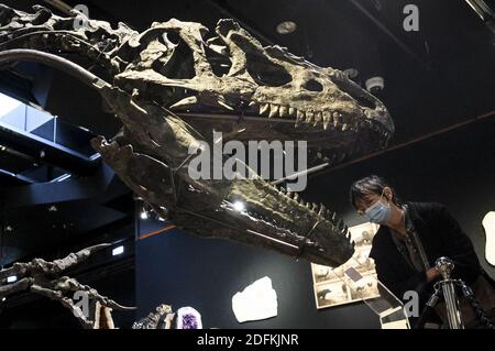 Un squelette d'Allosaurus exposé à la maison de vente aux enchères de Drouot, à Paris, le 12 octobre 2020. Vieux de plus de 150 millions d'années, un squelette d'Allosaurus rare, l'un des plus anciens dinosaures, considéré par les paléontologues comme le « grand-père » du légendaire T-Rex, sera mis aux enchères à Paris par Maison Binoche et Giquello le 13 octobre, l'hôtel Drouot. Près de 10 mètres de long et 3.5 mètres de haut, l'allosaurus devrait rapporter entre 1 et 1.2 millions d'euros.Eliot Blondt/ABACAPRESS.COM Banque D'Images