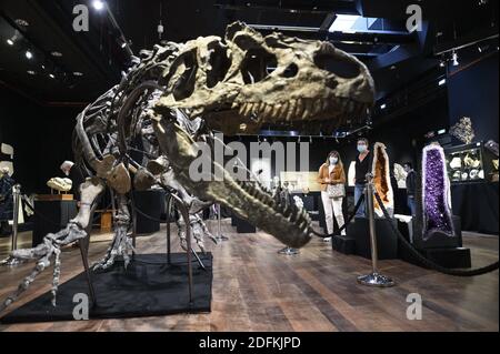 Un squelette d'Allosaurus exposé à la maison de vente aux enchères de Drouot, à Paris, le 12 octobre 2020. Vieux de plus de 150 millions d'années, un squelette d'Allosaurus rare, l'un des plus anciens dinosaures, considéré par les paléontologues comme le « grand-père » du légendaire T-Rex, sera mis aux enchères à Paris par Maison Binoche et Giquello le 13 octobre, l'hôtel Drouot. Près de 10 mètres de long et 3.5 mètres de haut, l'allosaurus devrait rapporter entre 1 et 1.2 millions d'euros.Eliot Blondt/ABACAPRESS.COM Banque D'Images