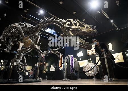 Un squelette d'Allosaurus exposé à la maison de vente aux enchères de Drouot, à Paris, le 12 octobre 2020. Vieux de plus de 150 millions d'années, un squelette d'Allosaurus rare, l'un des plus anciens dinosaures, considéré par les paléontologues comme le « grand-père » du légendaire T-Rex, sera mis aux enchères à Paris par Maison Binoche et Giquello le 13 octobre, l'hôtel Drouot. Près de 10 mètres de long et 3.5 mètres de haut, l'allosaurus devrait rapporter entre 1 et 1.2 millions d'euros.Eliot Blondt/ABACAPRESS.COM Banque D'Images