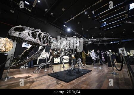 Un squelette d'Allosaurus exposé à la maison de vente aux enchères de Drouot, à Paris, le 12 octobre 2020. Vieux de plus de 150 millions d'années, un squelette d'Allosaurus rare, l'un des plus anciens dinosaures, considéré par les paléontologues comme le « grand-père » du légendaire T-Rex, sera mis aux enchères à Paris par Maison Binoche et Giquello le 13 octobre, l'hôtel Drouot. Près de 10 mètres de long et 3.5 mètres de haut, l'allosaurus devrait rapporter entre 1 et 1.2 millions d'euros.Eliot Blondt/ABACAPRESS.COM Banque D'Images