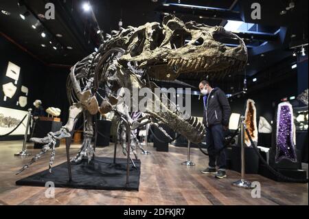 Un squelette d'Allosaurus exposé à la maison de vente aux enchères de Drouot, à Paris, le 12 octobre 2020. Vieux de plus de 150 millions d'années, un squelette d'Allosaurus rare, l'un des plus anciens dinosaures, considéré par les paléontologues comme le « grand-père » du légendaire T-Rex, sera mis aux enchères à Paris par Maison Binoche et Giquello le 13 octobre, l'hôtel Drouot. Près de 10 mètres de long et 3.5 mètres de haut, l'allosaurus devrait rapporter entre 1 et 1.2 millions d'euros.Eliot Blondt/ABACAPRESS.COM Banque D'Images