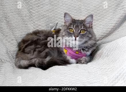 Portrait d'un chat gris dans une couverture médicale après une opération chirurgicale Banque D'Images