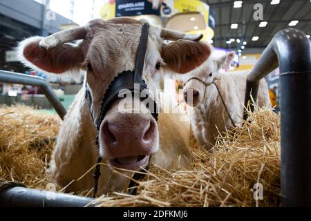 Photo de dossier datée du 21 février 2020 d'une vache et de son veau lors de la 57e Foire internationale de l'Agriculture (salon international de l'Agriculture) au Parc des Expositions de la porte de Versailles, à Paris, France. Le salon agricole international de Paris aura lieu du 22 février au 1er mars 2020. Le salon de l'Agriculture 2021, l'un des événements marquants du calendrier agricole français, a été annulé en raison de la propagation continue du coronavirus. Bien qu'il n'y ait pas de salon public des produits agricoles au centre d'exposition de Paris, qui devait initialement se tenir entre le 27 février Banque D'Images