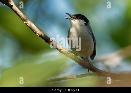 Gnatcatcher à capuchon noir - Polioptila nigriceps, oiseau est bleu-gris sur les parties supérieures avec des parties blanches, long bec mince et une longue queue noire wi Banque D'Images