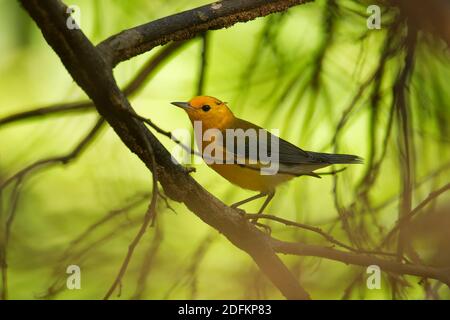 Paruline orangée - Protonotaria citrea petit oiseau jaune de la famille des Parulines du Nouveau monde, le seul membre du genre Protonotaria, oiseau sur t Banque D'Images