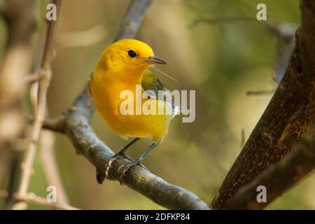 Paruline orangée - Protonotaria citrea petit oiseau jaune de la famille des Parulines du Nouveau monde, le seul membre du genre Protonotaria, oiseau sur t Banque D'Images