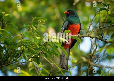 Trogon à queue de Slaty - Trogon massena, près de l'oiseau vert et rouge de la famille trogon Trogonidae, se reproduit dans les basses terres du Mexique, dans le centre de l'AME Banque D'Images