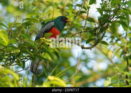 Trogon à queue de Slaty - Trogon massena, près de l'oiseau vert et rouge de la famille trogon Trogonidae, se reproduit dans les basses terres du Mexique, dans le centre de l'AME Banque D'Images