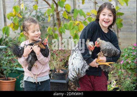 Deux petites filles en haut et un pantalon tenant trois cockerels Banque D'Images