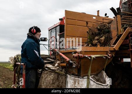 Un homme sur un tracteur surveille la récolte des betteraves et prépare des sacs à remplir de betteraves sucrières pendant les récoltes dans un champ avec des plantes contaminées par la maladie du jaunisse, causée par la propagation des pucerons verts. Les betteraves malades et être repéré par les feuilles jaunes au lieu de vert. Clermont-les-Fermes , France, le 20 octobre 2020. Photo de Daniel Derajinski/ABACAPRESS.COM Banque D'Images