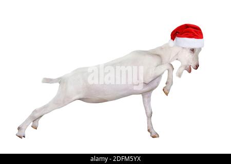 Gros plan sur le chapeau rouge de Noël blanc de chèvre ou de père Noël. Drôle, jeune chèvre isolé sur fond blanc. Animaux de ferme. Banque D'Images