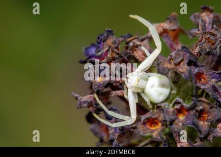 Veränderliche Krabbenspinne (Missiumena vatia) Banque D'Images