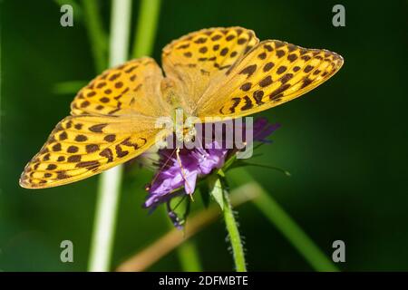 Kaisermantel (Argynnis paphia) Weibchen Banque D'Images