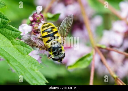 Totenkopfschwebfliege (Myathropa florea) Banque D'Images