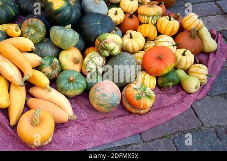 Citrouilles colorées sur le marché. Récolte, aliments biologiques Banque D'Images