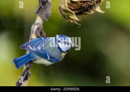 Blaumeise (Cyanistes caeruleus) Banque D'Images