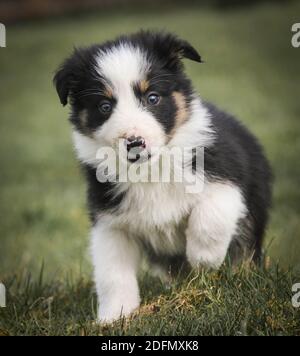 Curieux jeune bordure collie chiot marchant vers l'appareil photo Banque D'Images