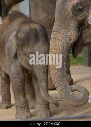 Gros plan d'un joli bébé éléphant avec sa mère dans un zoo. Banque D'Images