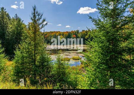 Terres des marais canadiens aire de conservation des crowe Algonquin Highlands Apsley Ontario Canada Banque D'Images