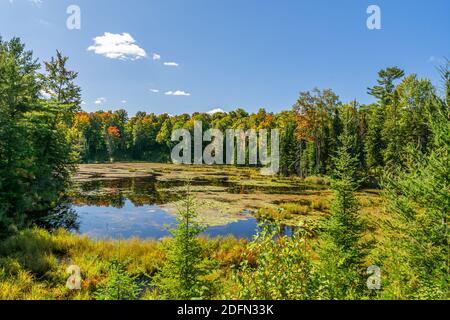 Terres des marais canadiens aire de conservation des crowe Algonquin Highlands Apsley Ontario Canada Banque D'Images