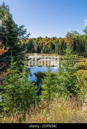 Terres des marais canadiens aire de conservation des crowe Algonquin Highlands Apsley Ontario Canada Banque D'Images