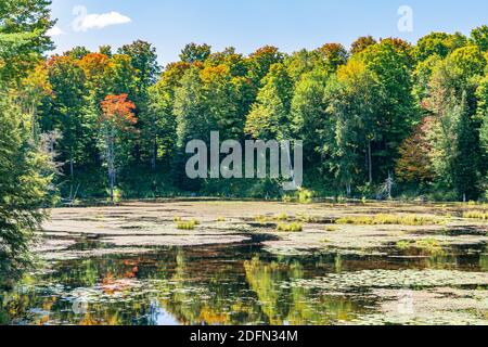 Terres des marais canadiens aire de conservation des crowe Algonquin Highlands Apsley Ontario Canada Banque D'Images