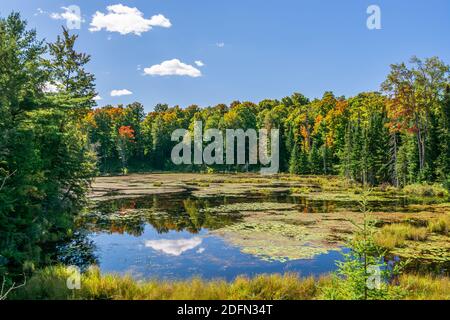 Terres des marais canadiens aire de conservation des crowe Algonquin Highlands Apsley Ontario Canada Banque D'Images