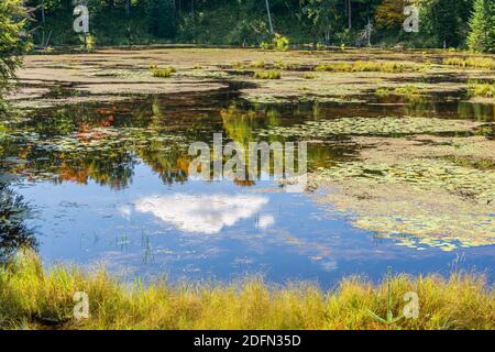 Terres des marais canadiens aire de conservation des crowe Algonquin Highlands Apsley Ontario Canada Banque D'Images