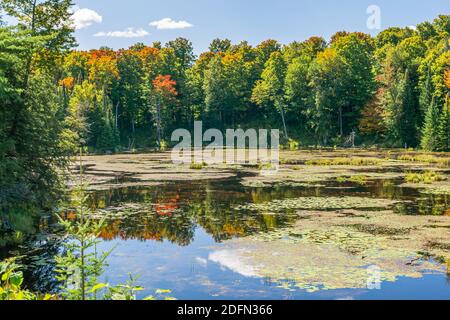 Terres des marais canadiens aire de conservation des crowe Algonquin Highlands Apsley Ontario Canada Banque D'Images