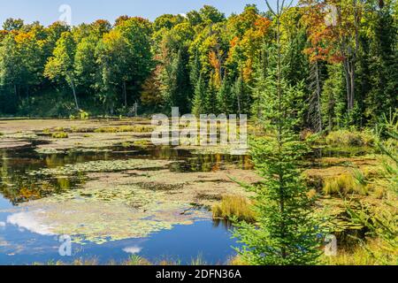 Terres des marais canadiens aire de conservation des crowe Algonquin Highlands Apsley Ontario Canada Banque D'Images