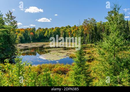 Terres des marais canadiens aire de conservation des crowe Algonquin Highlands Apsley Ontario Canada Banque D'Images