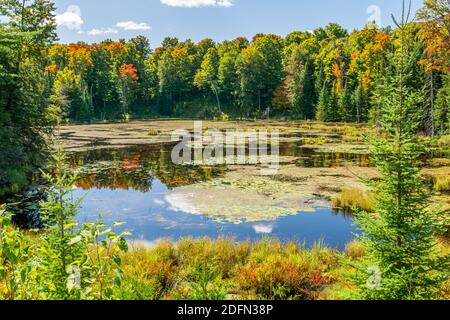 Terres des marais canadiens aire de conservation des crowe Algonquin Highlands Apsley Ontario Canada Banque D'Images