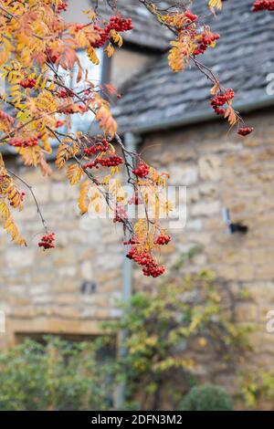 Sorbus. Rowan arbre plein de baies en automne. Snowshill, Cotswolds, Gloucestershire, Angleterre Banque D'Images