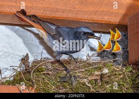 Hausrotschwanz (Phoenicurus ochruros) Männchen Banque D'Images